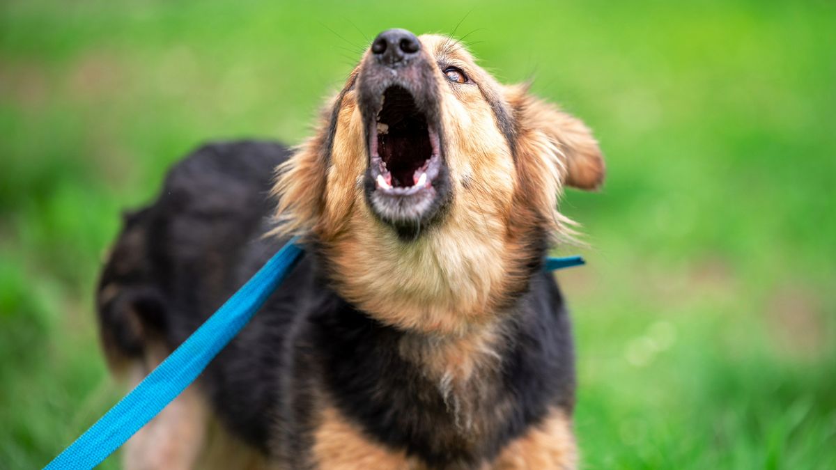 Dog on a blue leash barking in a field