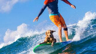 Dog on surf board in the water