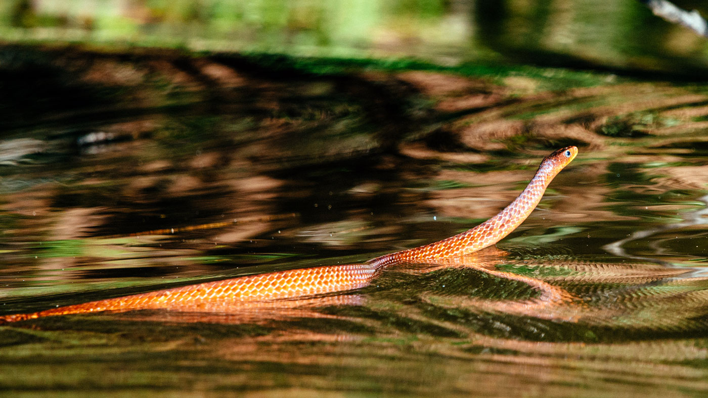 Aria Amazon, Peru cruises