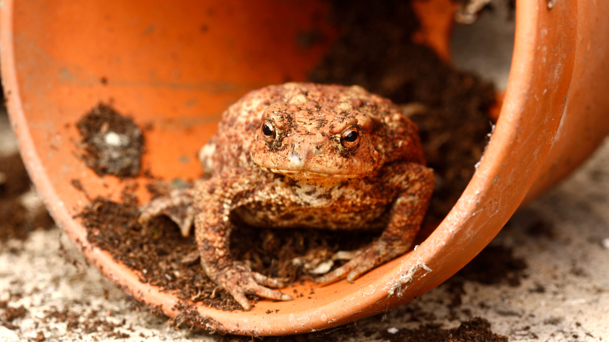 toad inside orange terracotta pot lying on its side with a small dusting of dry compost