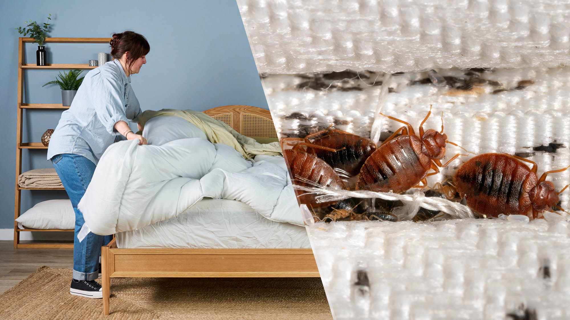 On the left, a woman stands next to a bed as she strips the bedding. On the right, a close up of bed bugs in a mattress