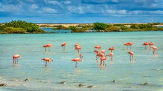 Flamingos on the island of Bonaire