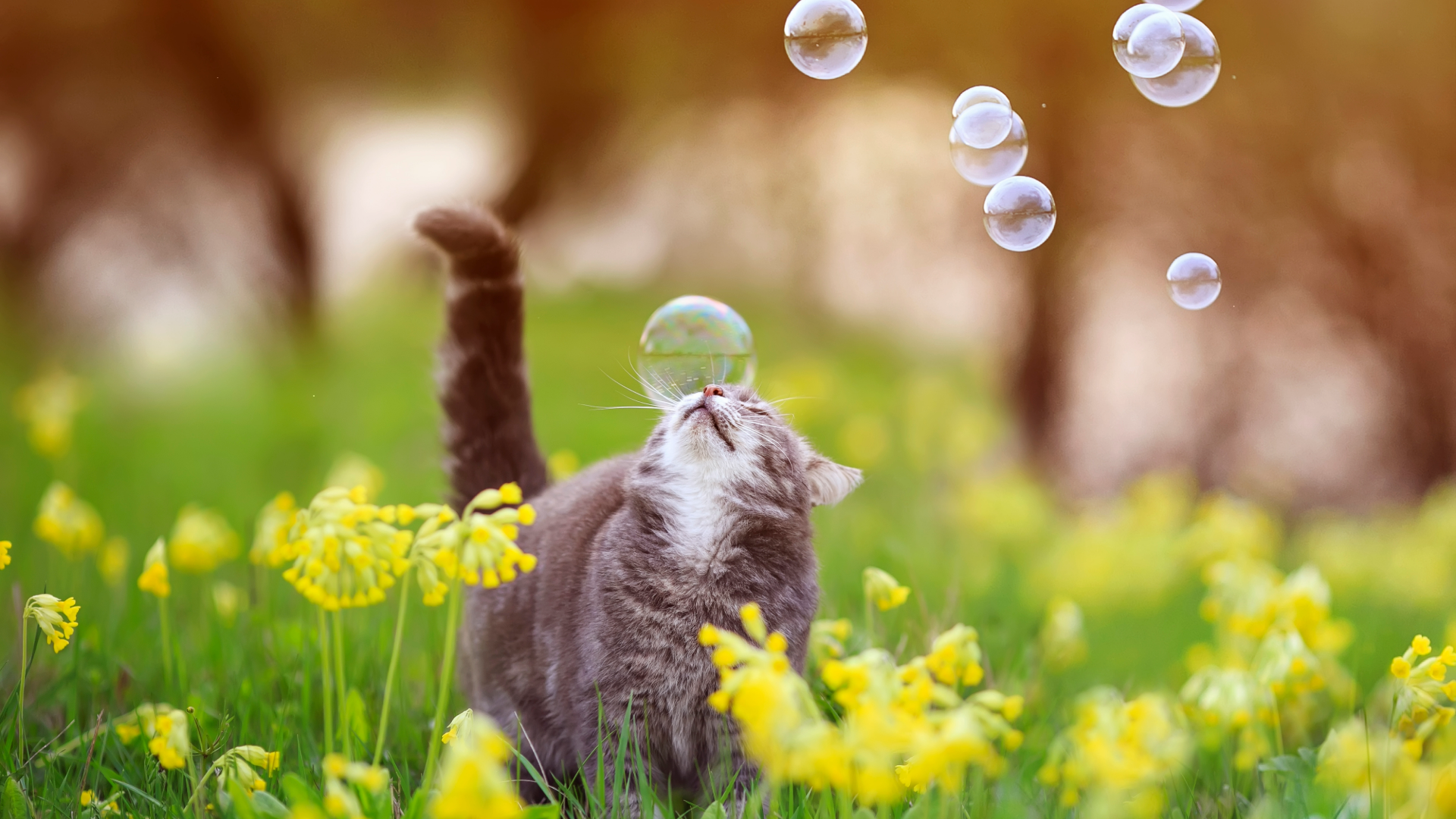 Cat walking in a flower field looking up at bubbles