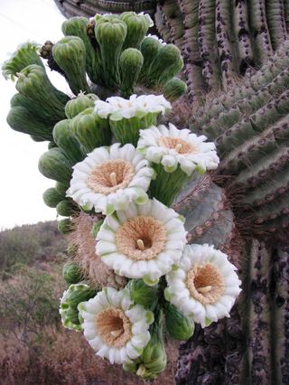 sd-18-saguaro-cluster-110512