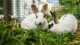 Rabbits in hutch