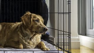 Golden retriever in open crate