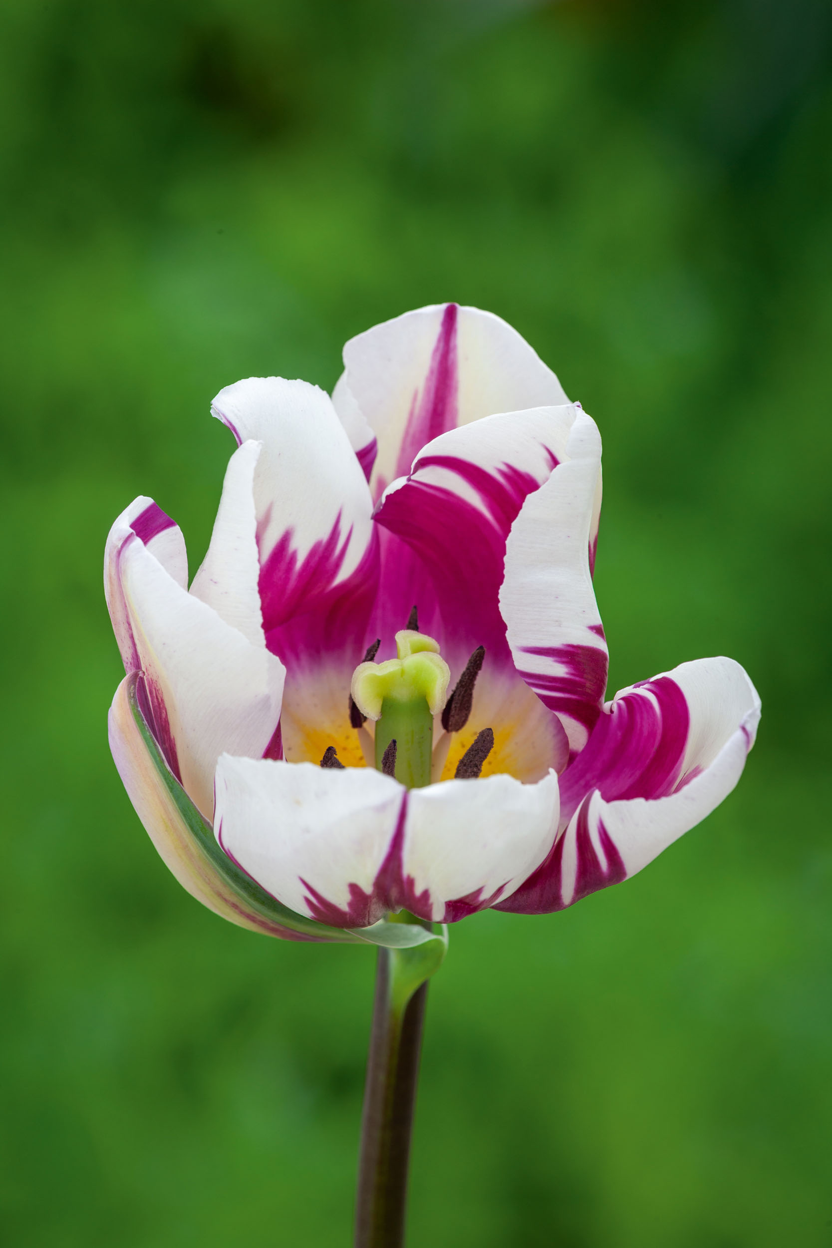 Tulipa 'Rems Favourite'
