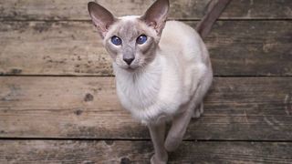 Oriental Shorthair cat