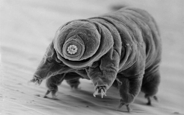 tardigrade size