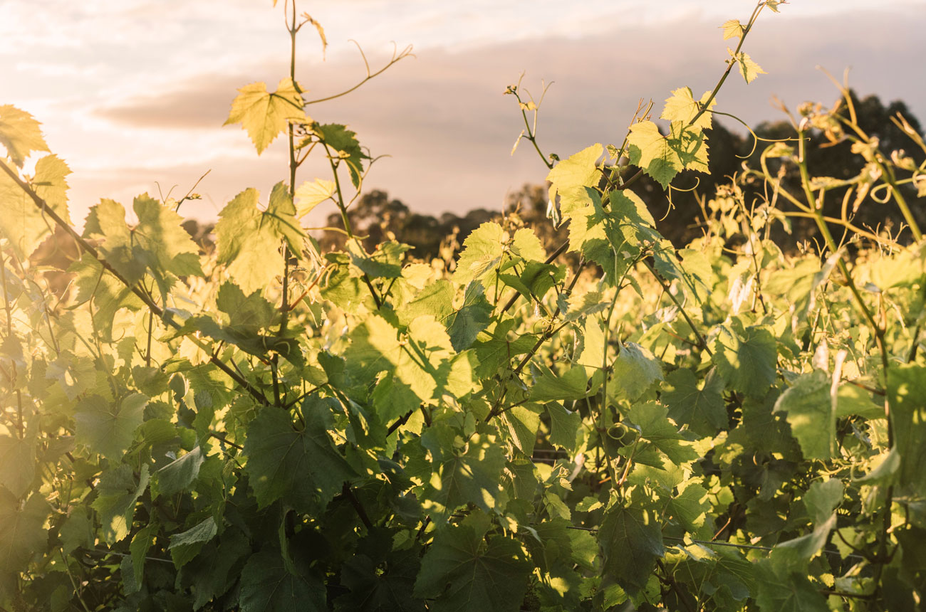 Stonier, Mornington Peninsula, Australia