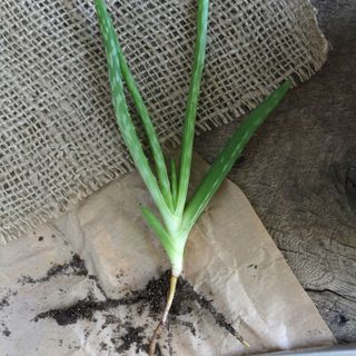 aloe vera pup with roots on canvas