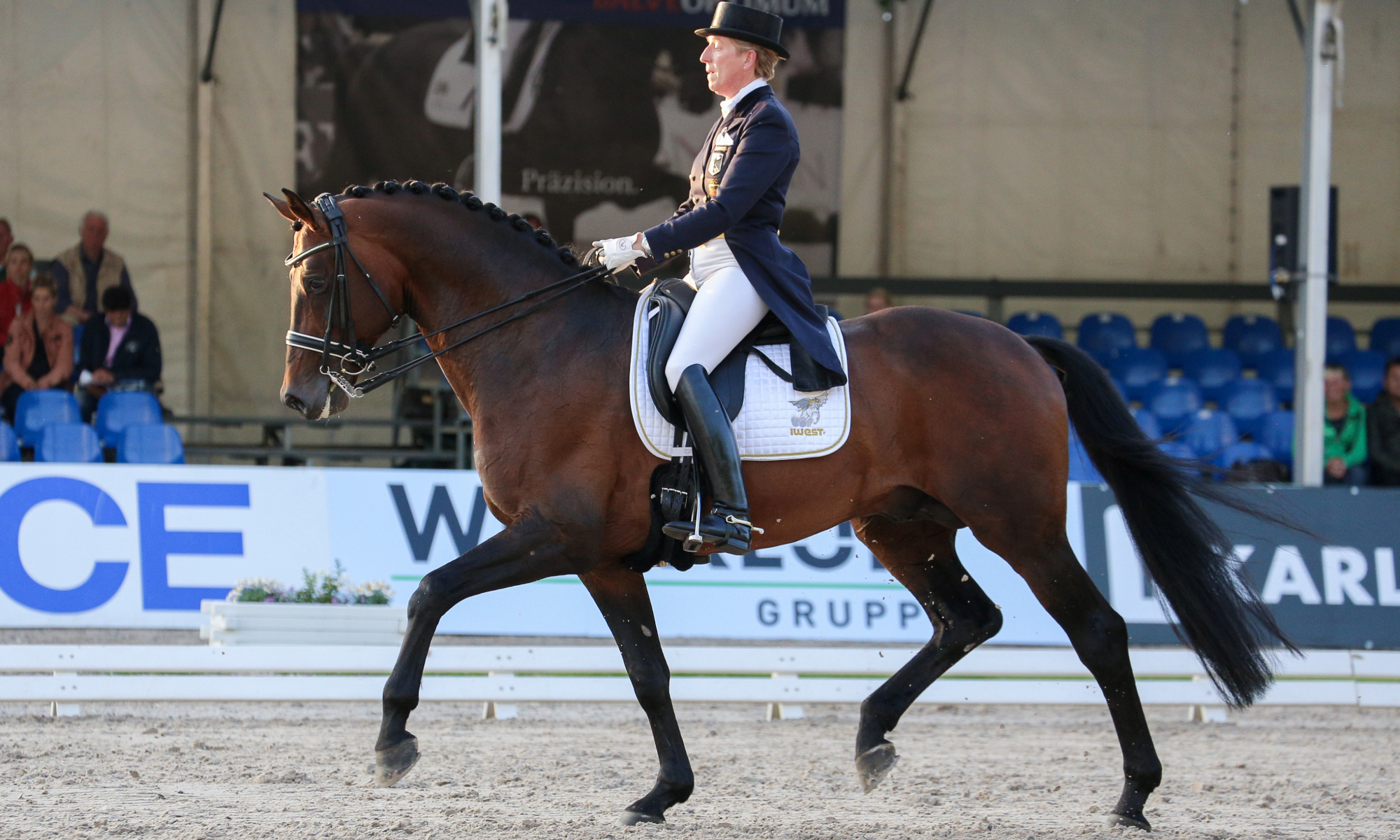 L'Espoir, Danish Warmblood dressage stallion at stud at Romanno Stud in Scotland