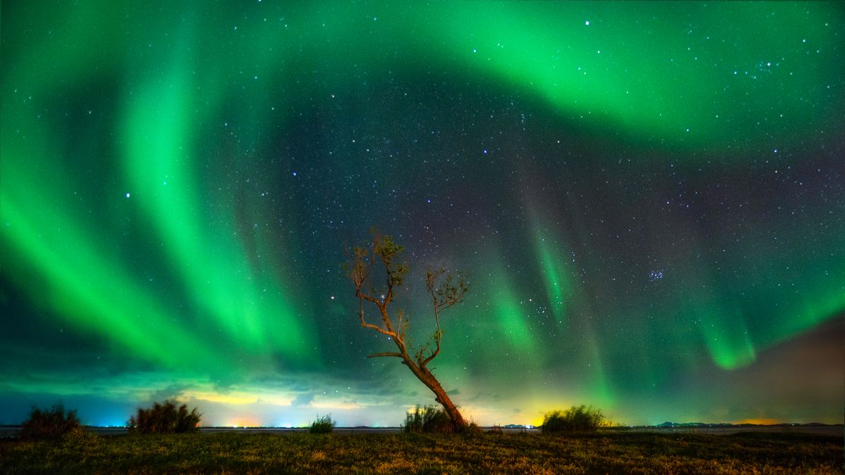 Northern lights over alone tree in night scene, Songkhla, Thailand