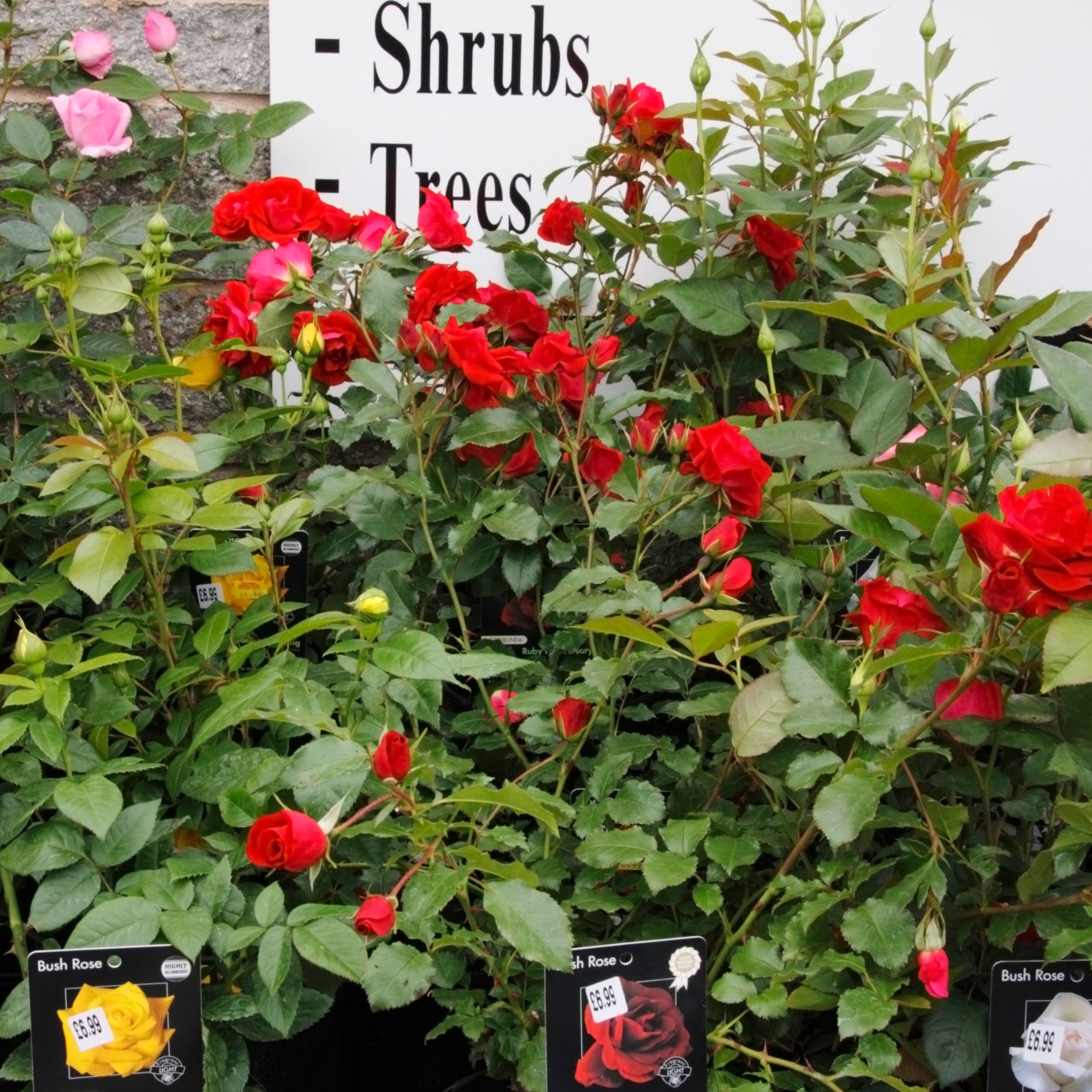 garden centre with red roses for sale