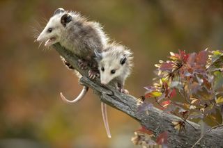 Two baby opossums sitting on the end of a dead branch. Brown tree leaves in the forefront