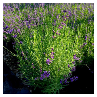 A patch of lavender