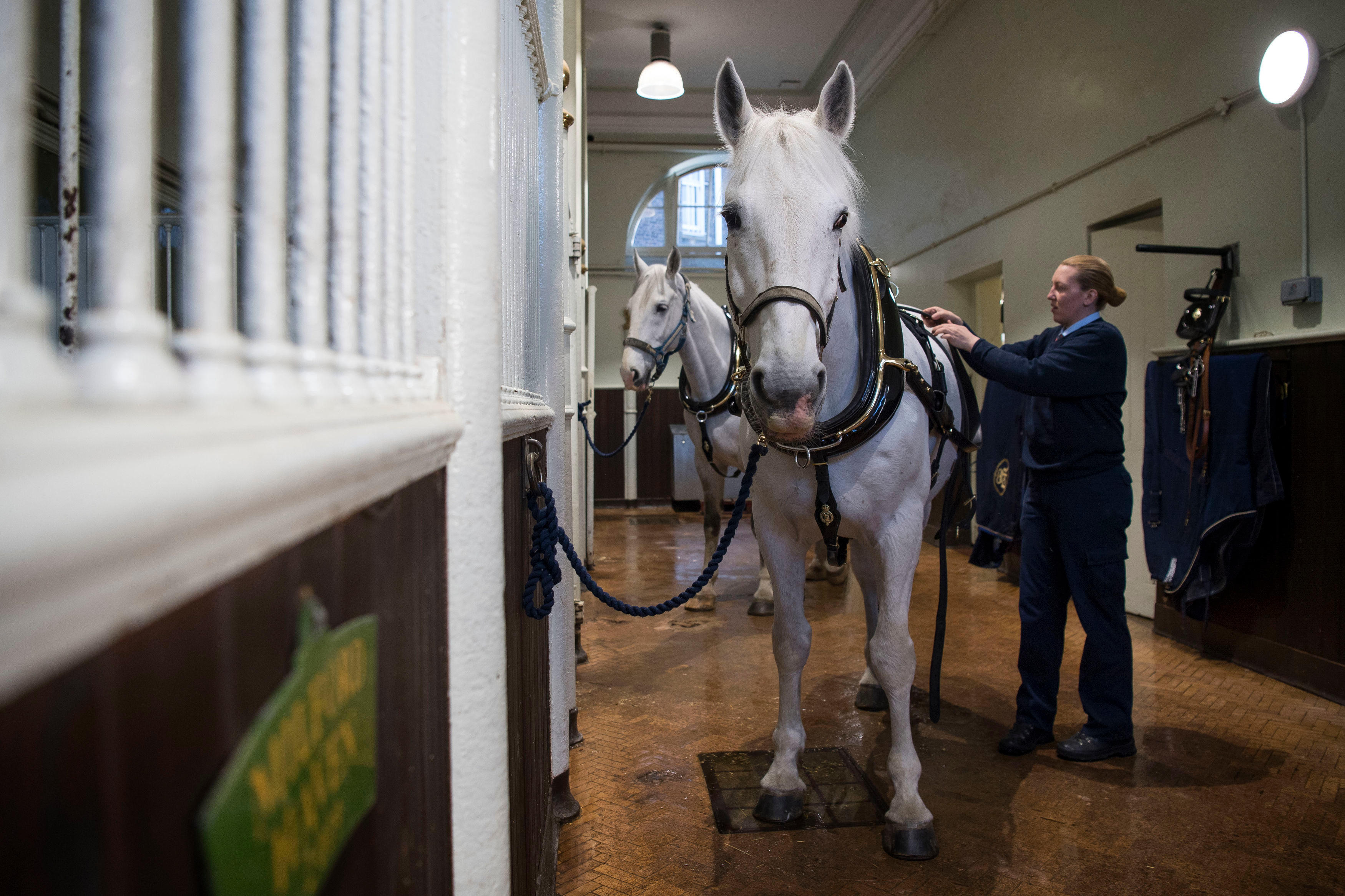 Images from the Royal Mews in Buckingham palace