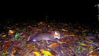 A camera trap photo of a flat-headed cat walking across the forest floor at night in Thailand. 