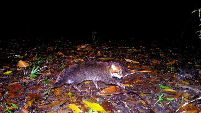 A camera trap photo of a flat-headed cat walking across the forest floor at night in Thailand. 