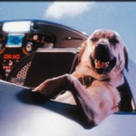 Cats & Dogs