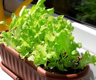 Lettuce growing in a trough indoors on a windowsill
