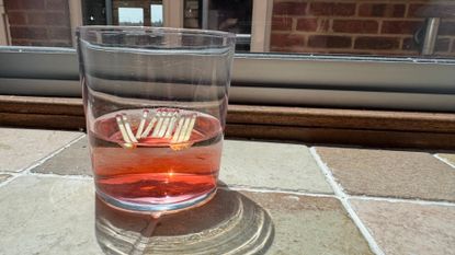Using matches to make a fertilizer water for the garden