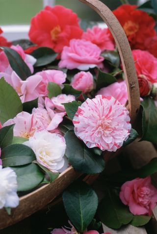 Basket of assorted Camellia flowers in full bloom in different shades