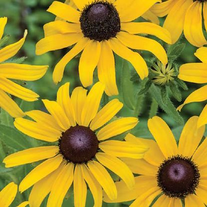 Expert advice for when to plant black-eyed Susan seeds