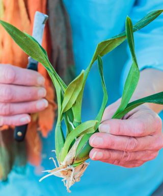 Dividing pseudobulbs on orchid