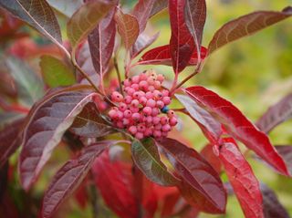 how to grow viburnum: Viburnum nudum ‘Pink Beauty’