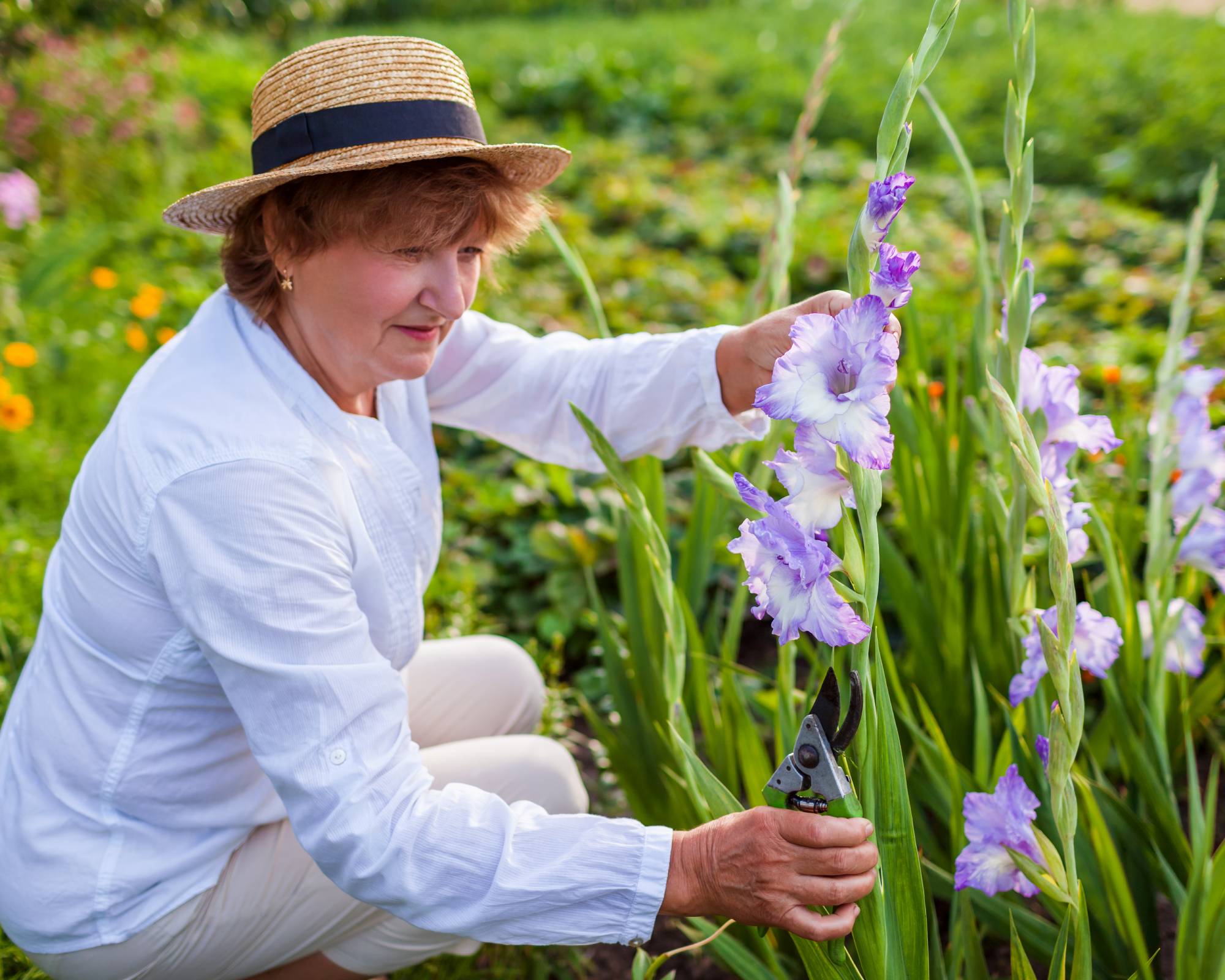 Harvesting gladiolus flowers