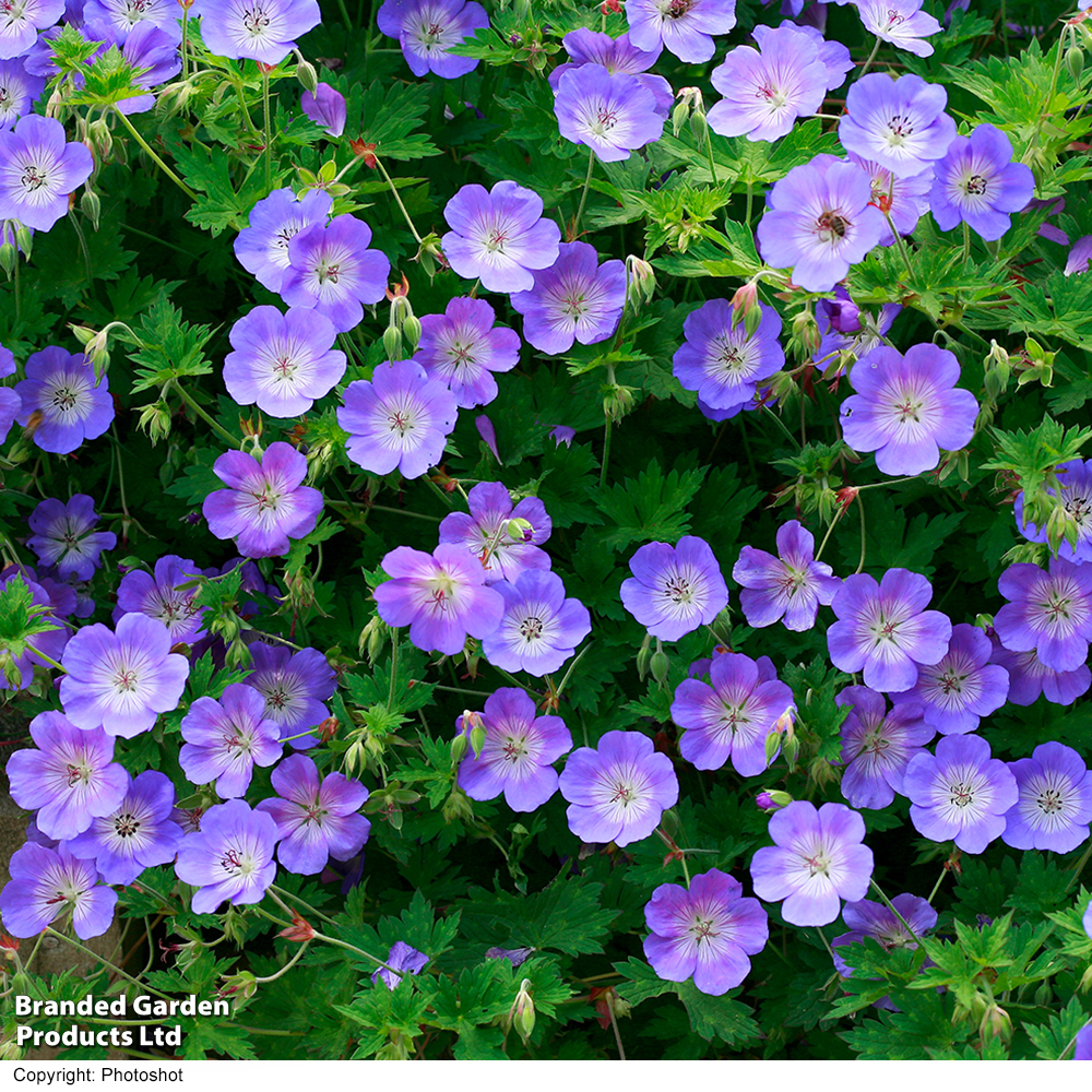 Geranium 'rozanne'