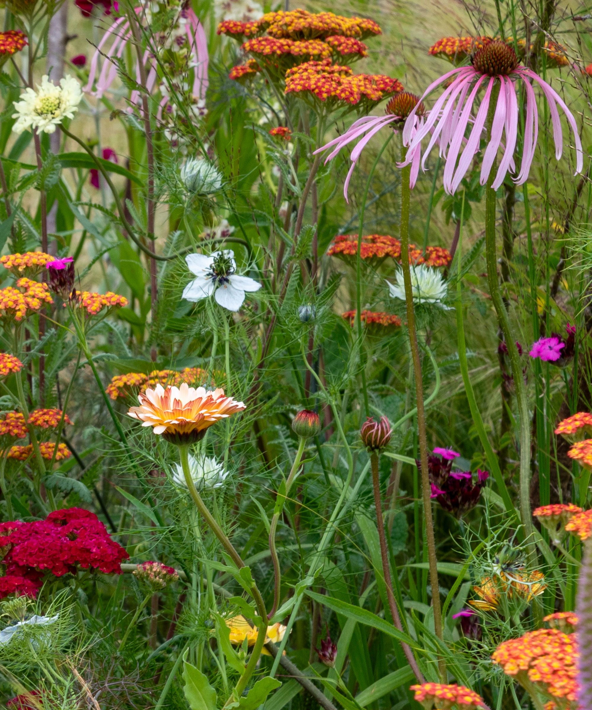 selection of perennial flowers including coneflower, achillea, nigelaa and daisies