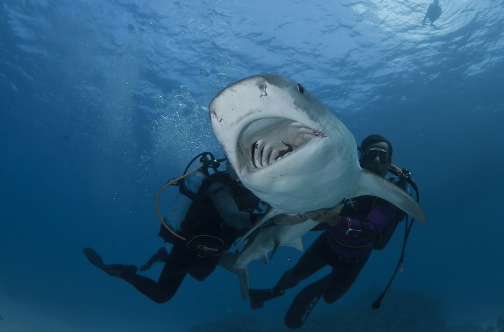 Researchers restrain a tiger shark off the coast of Australia