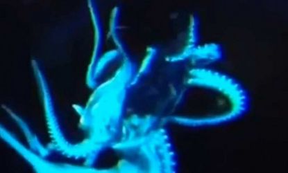 This fine multi-tentacled creature was spotted 2,067-feet below the surface in the north Pacific Ocean.