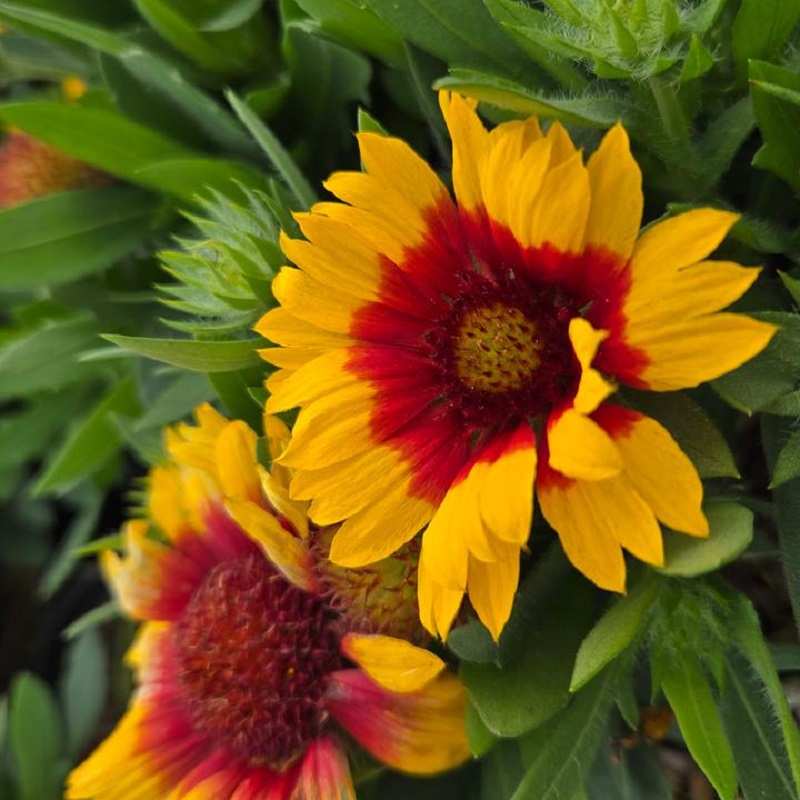 Spintop&amp;trade; Red Starburst Blanket Flower