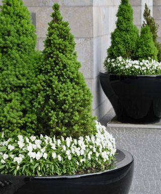 Dwarf Alberta spruce trees in containers with white pansies