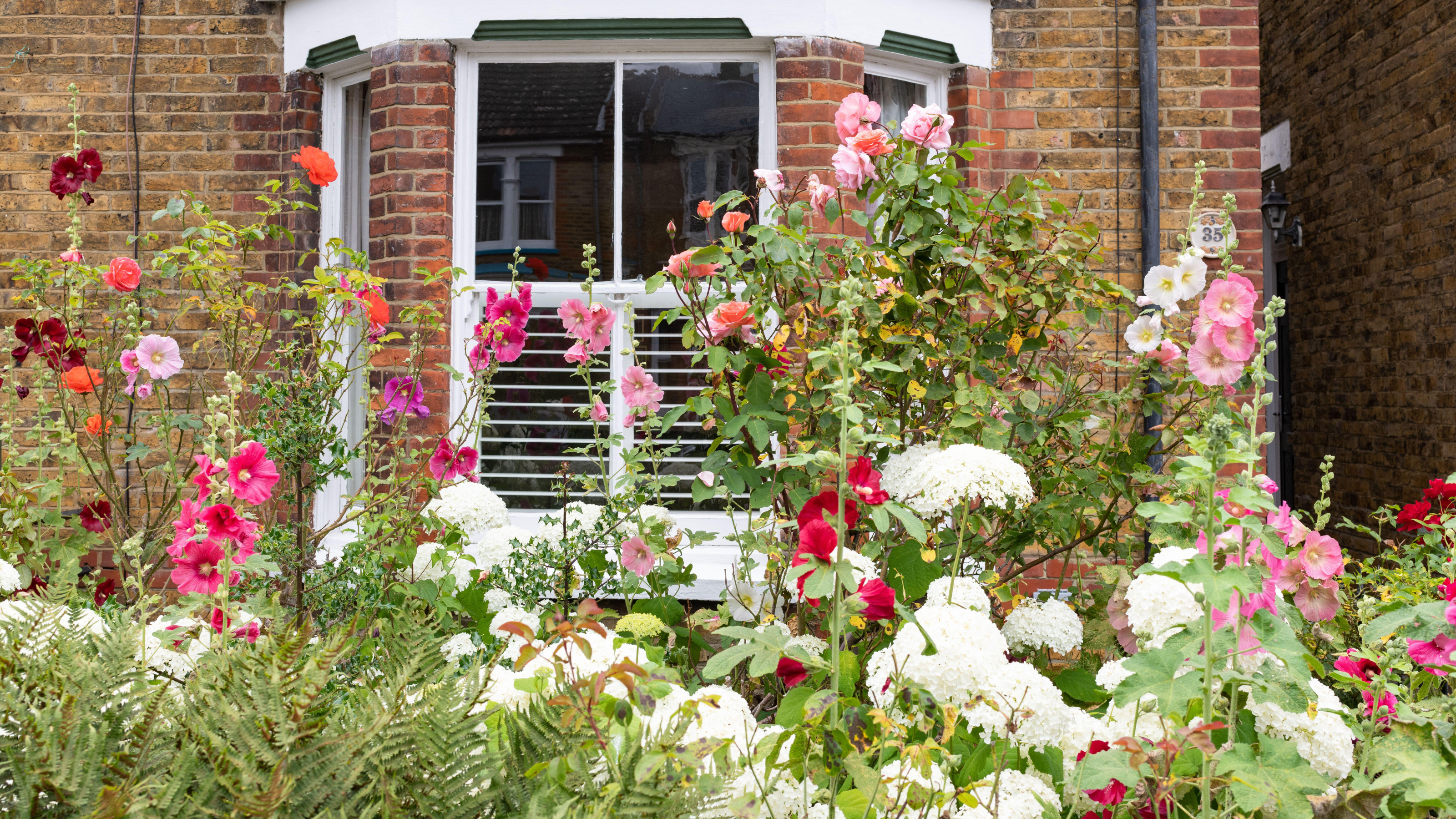 front garden with hydrangeas and roses