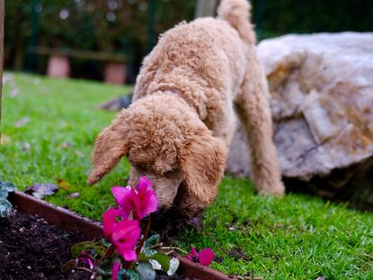 Natural Dog Repellents For The Garden Gardening Know How