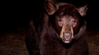 Close-up of black bear at night