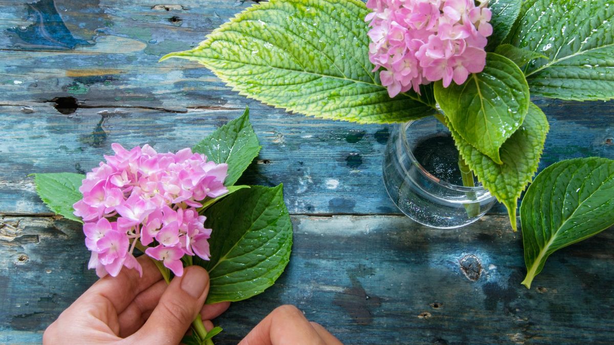 6 Softwood Cuttings to Take in August to Multiply Your Garden for Free