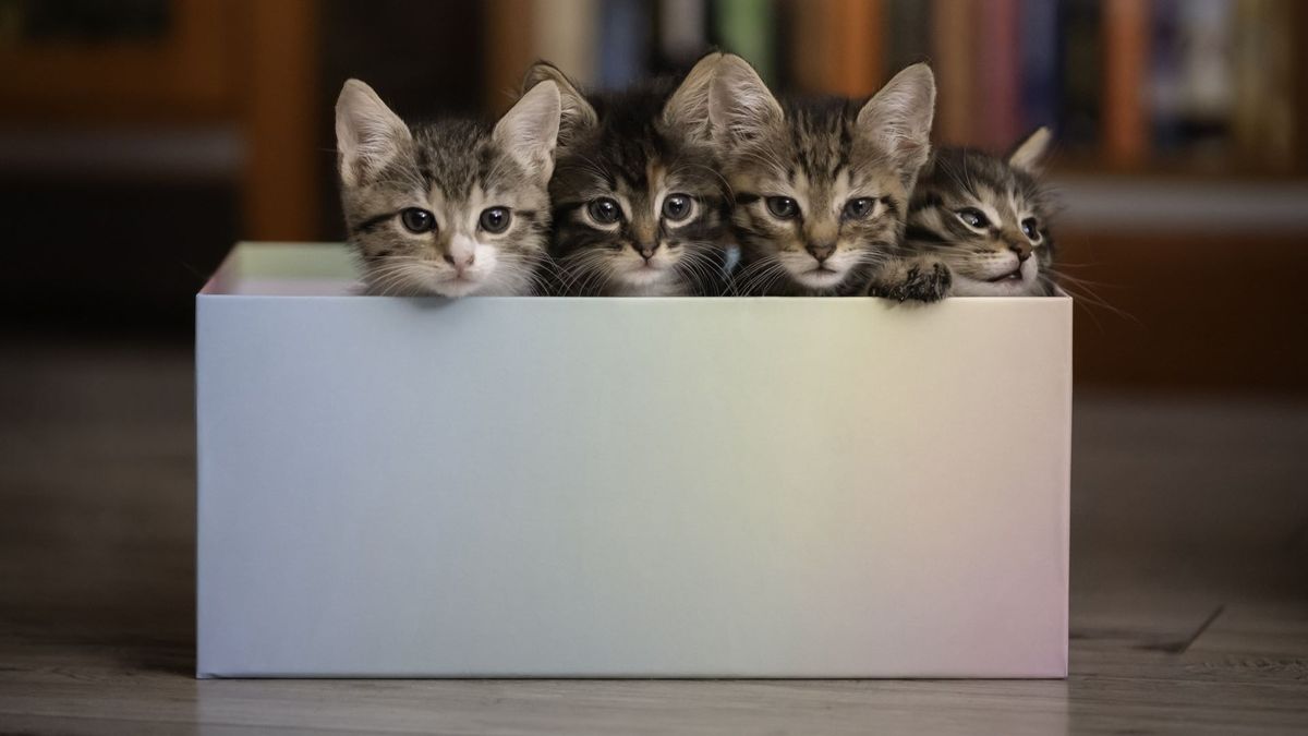 Kittens in gift box