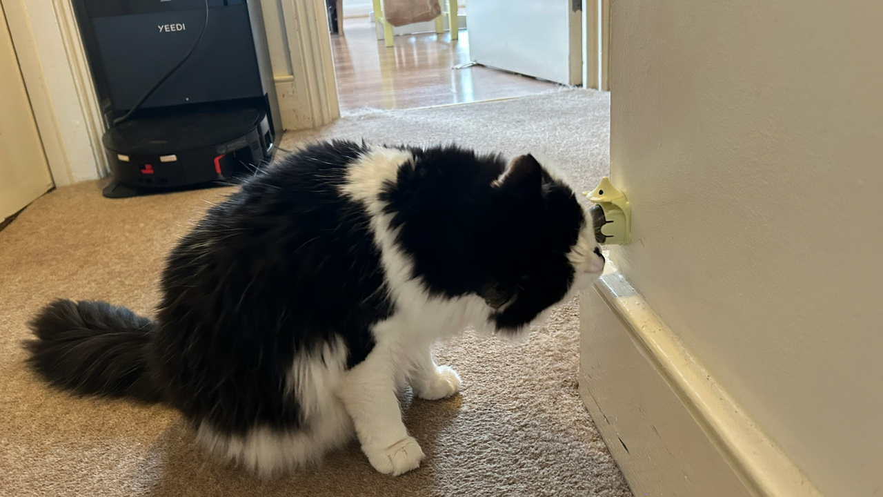 Megan's cat Tofu rubbing her face against the Catnip Balls Toy on the wall, one of the best catnip toys