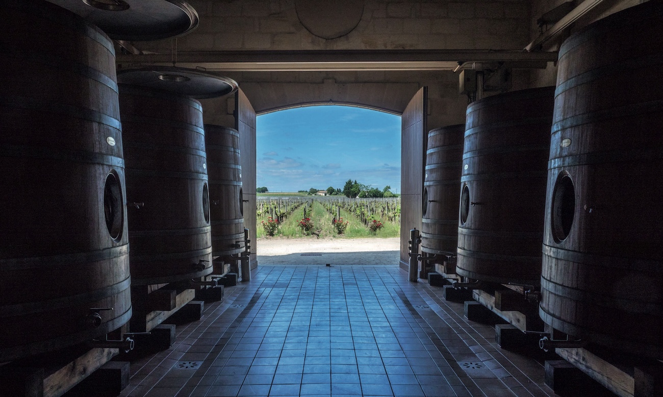 a view of vines from the barrel room