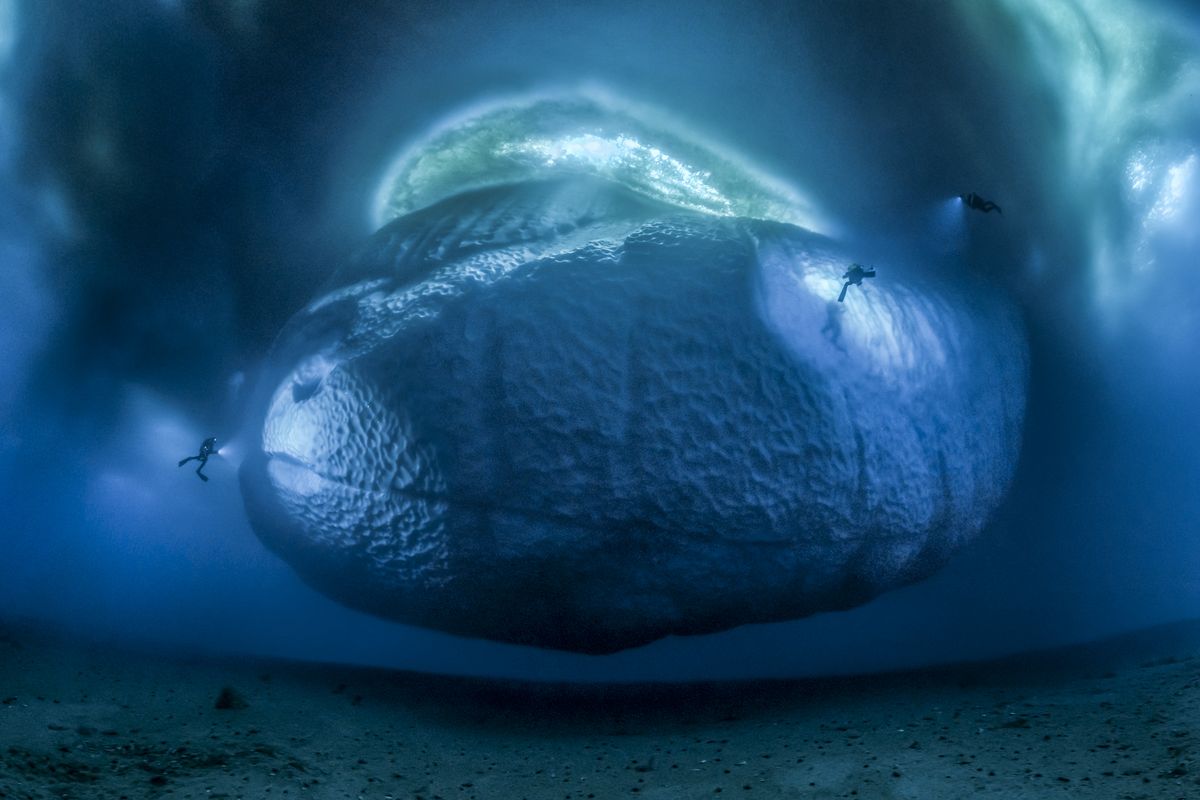 The ice monster &copy; Laurent Ballesta - Wildlife Photographer of the Year