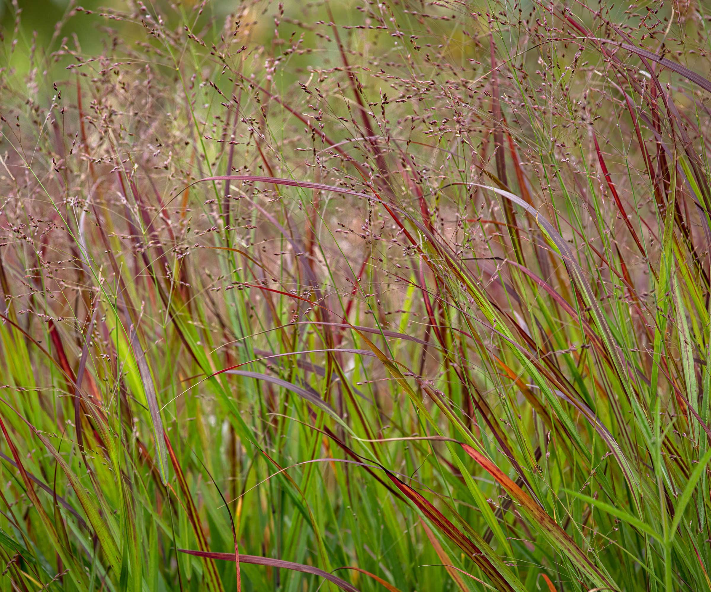 Panicum virgatum switchgrass