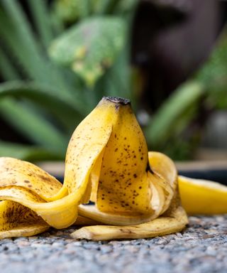 Banana peel fertilizer