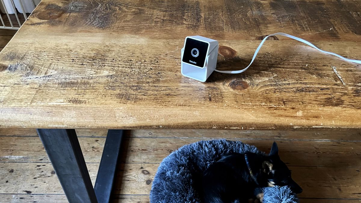 Petcube Cam review a decent budget pet camera Digital Camera World