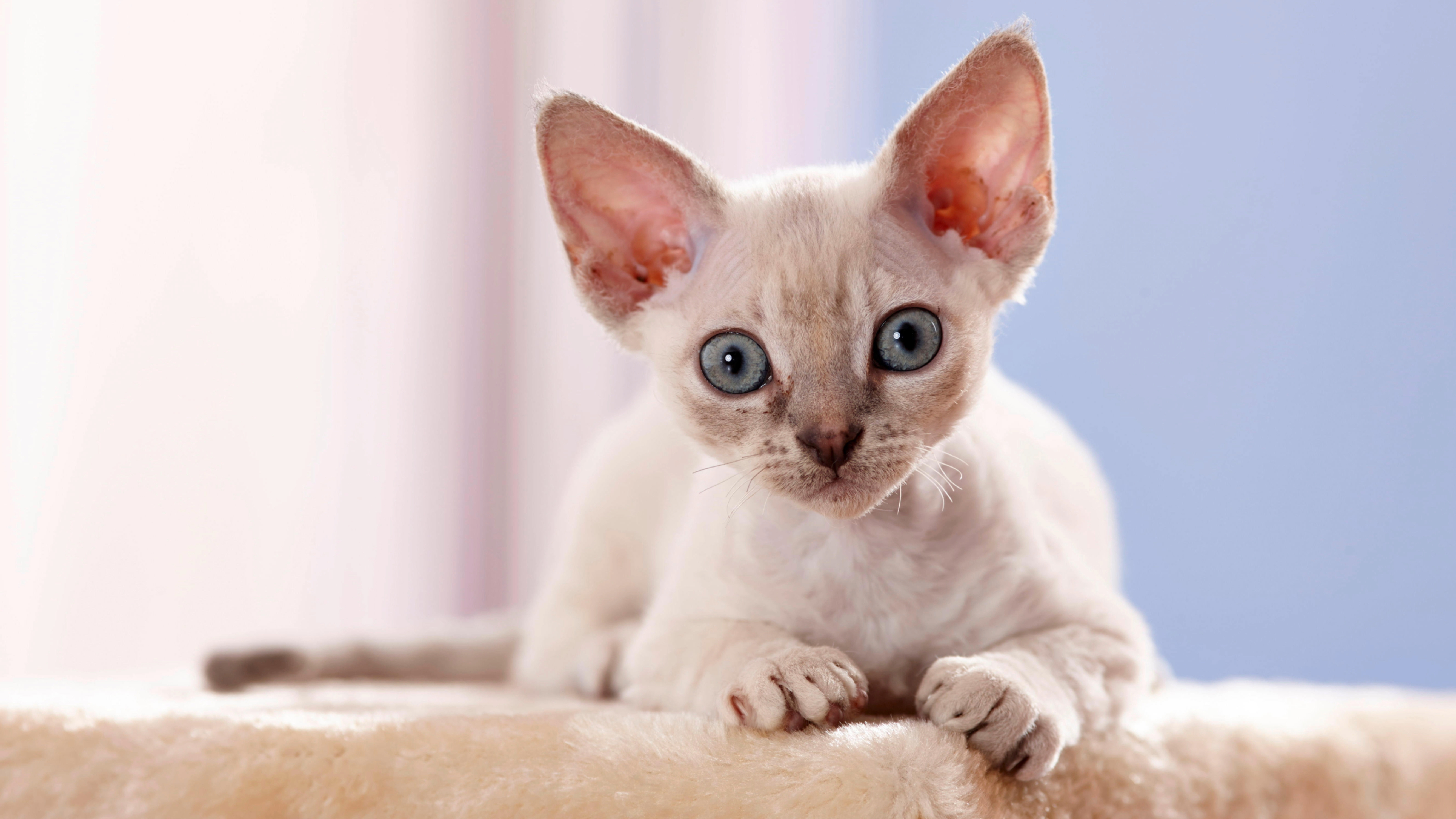 Devon Rex