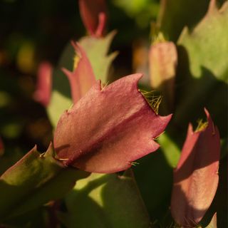 close up of christmas cactus schlumbergera with green and red leaves